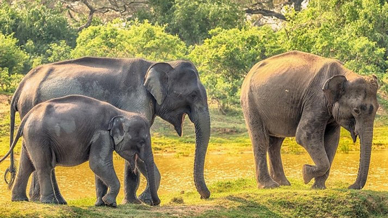 Safari en el Parque Nacional de Yala desde Weligama