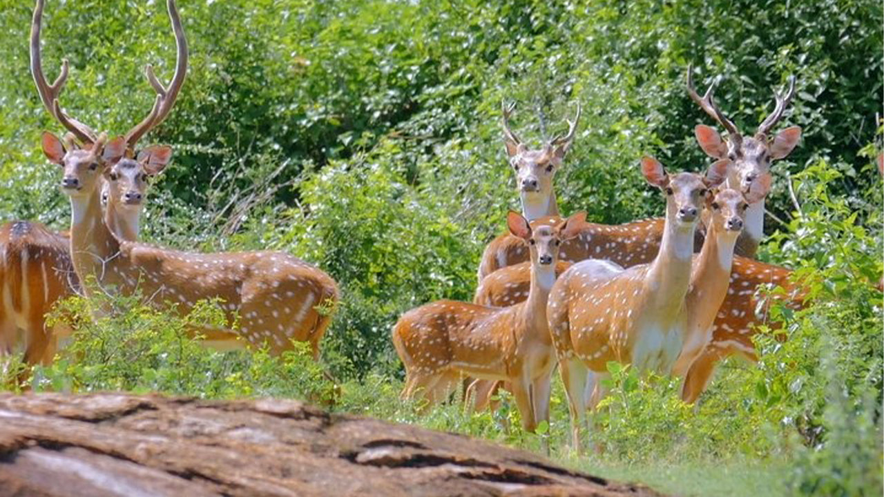 Safari en el Parque Nacional de Yala desde Weligama