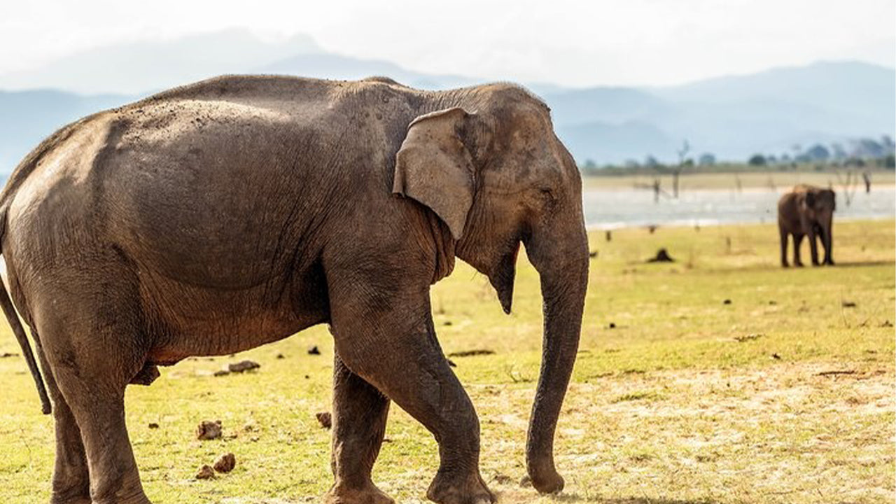 Safari en el Parque Nacional de Udawalawe desde Mirissa