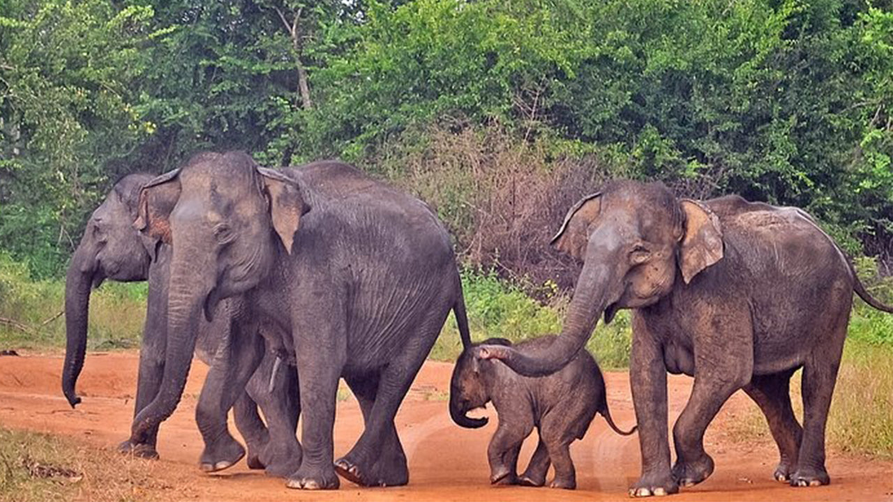 Safari en el Parque Nacional de Udawalawe desde Mirissa