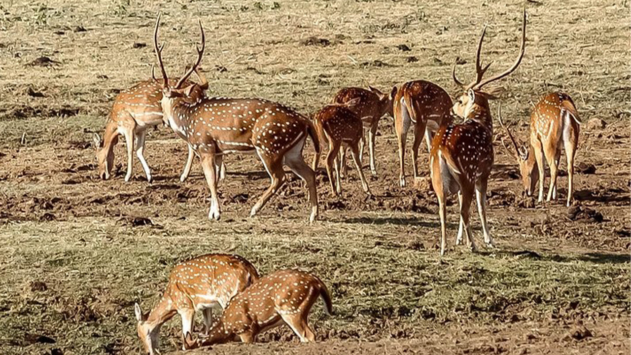 Safari en el Parque Nacional de Udawalawe desde Mirissa