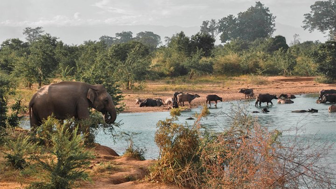 Safari en el Parque Nacional de Udawalawe desde Mirissa