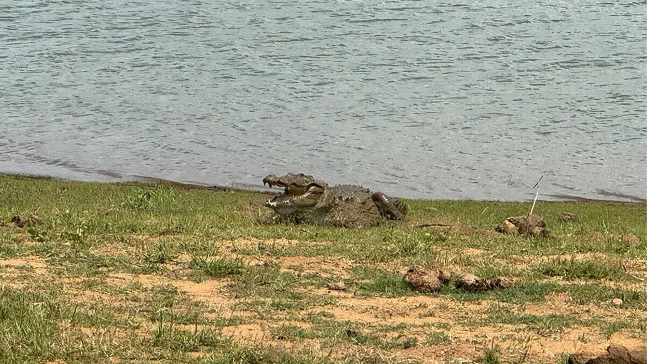 Safari en el Parque Nacional de Udawalawe desde Mirissa