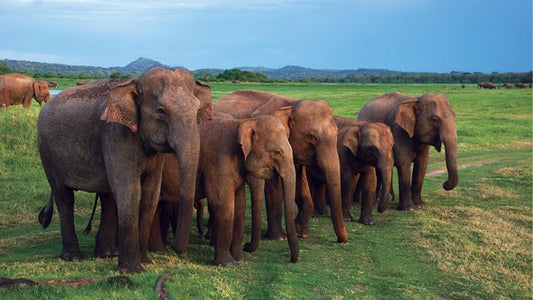 Safari en el Parque Nacional de Udawalawe desde Mirissa