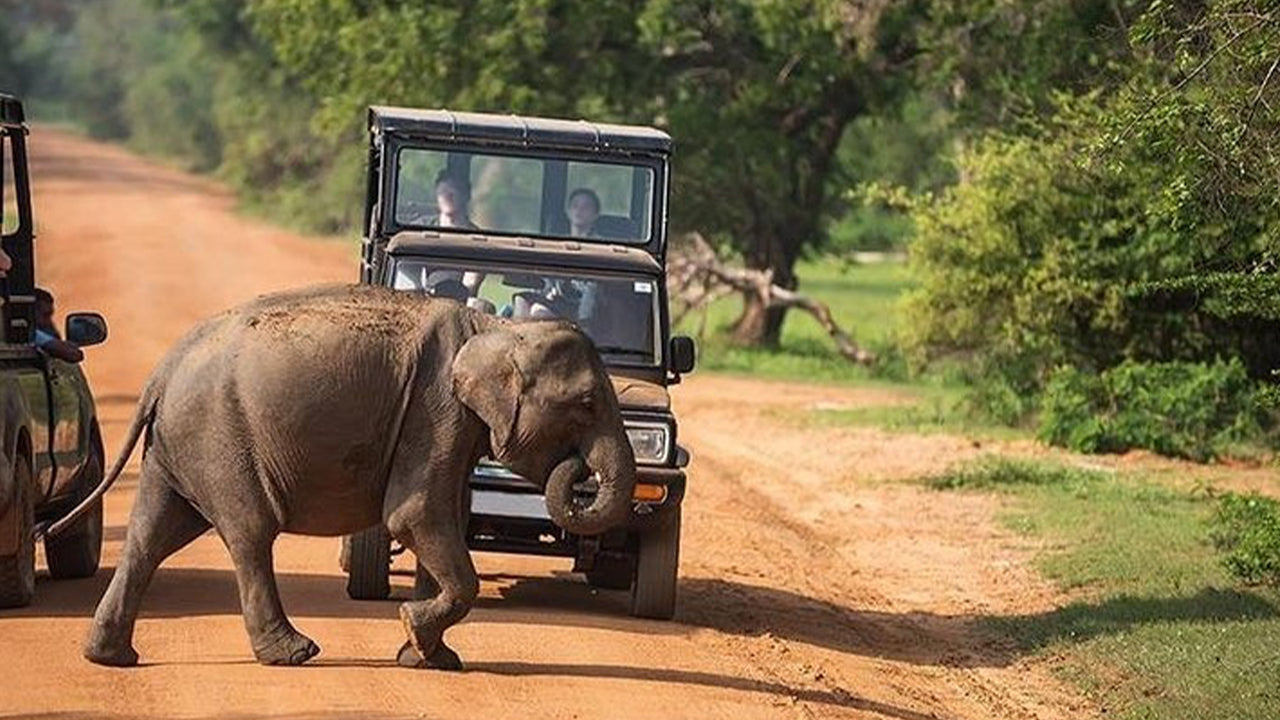Safari en el Parque Nacional de Udawalawe desde Mirissa