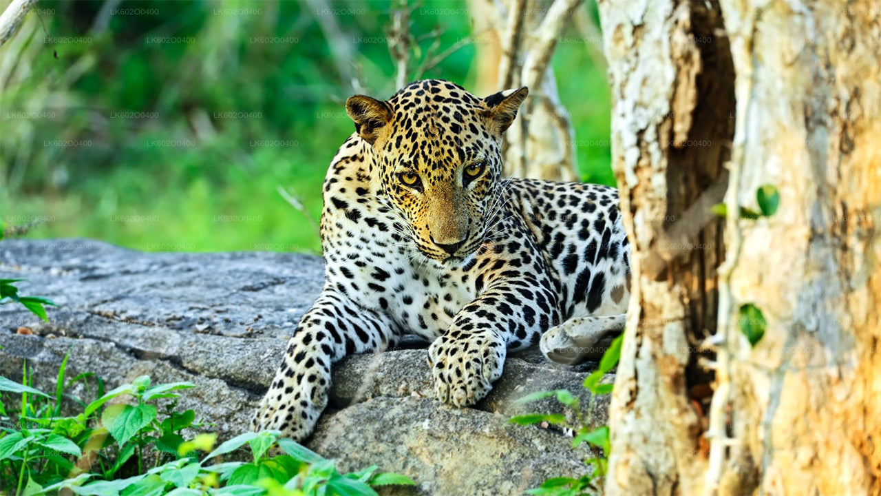 Safari en el Parque Nacional Yala desde Mirissa