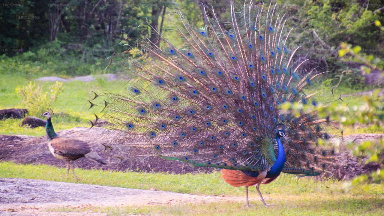 Safari en el Parque Nacional Yala desde Mirissa