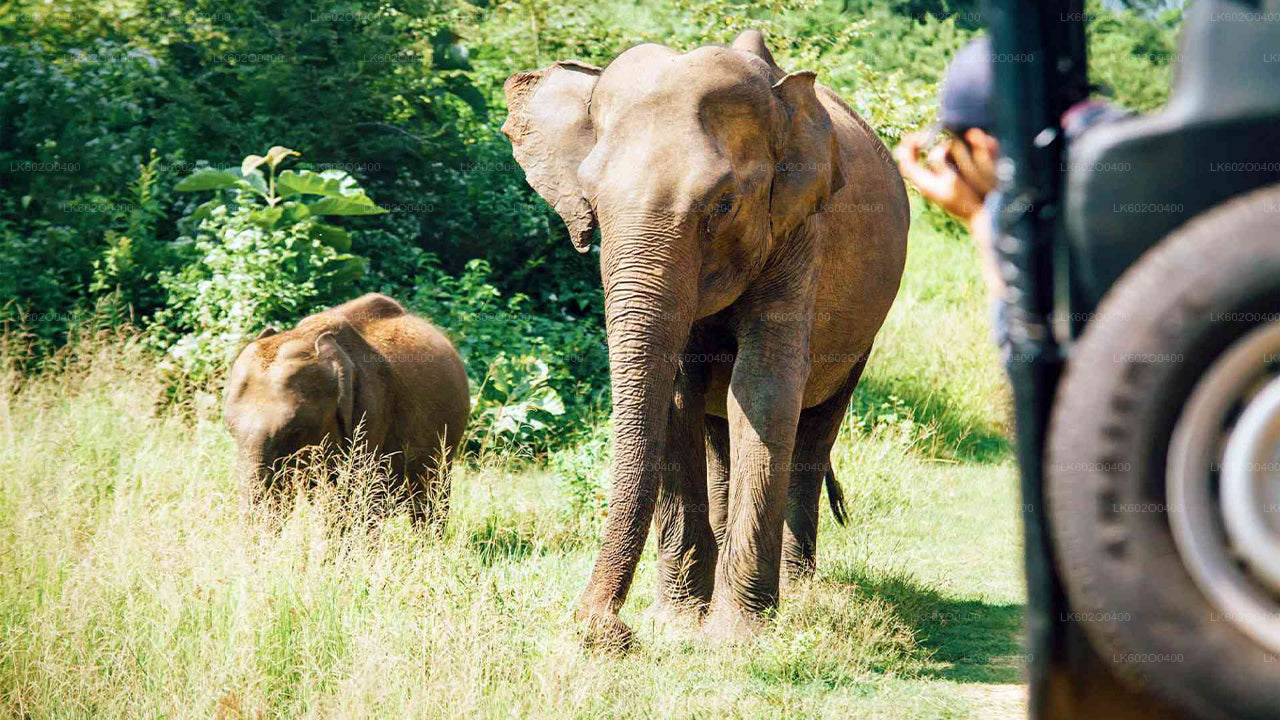 Safari en el Parque Nacional Yala desde Mirissa