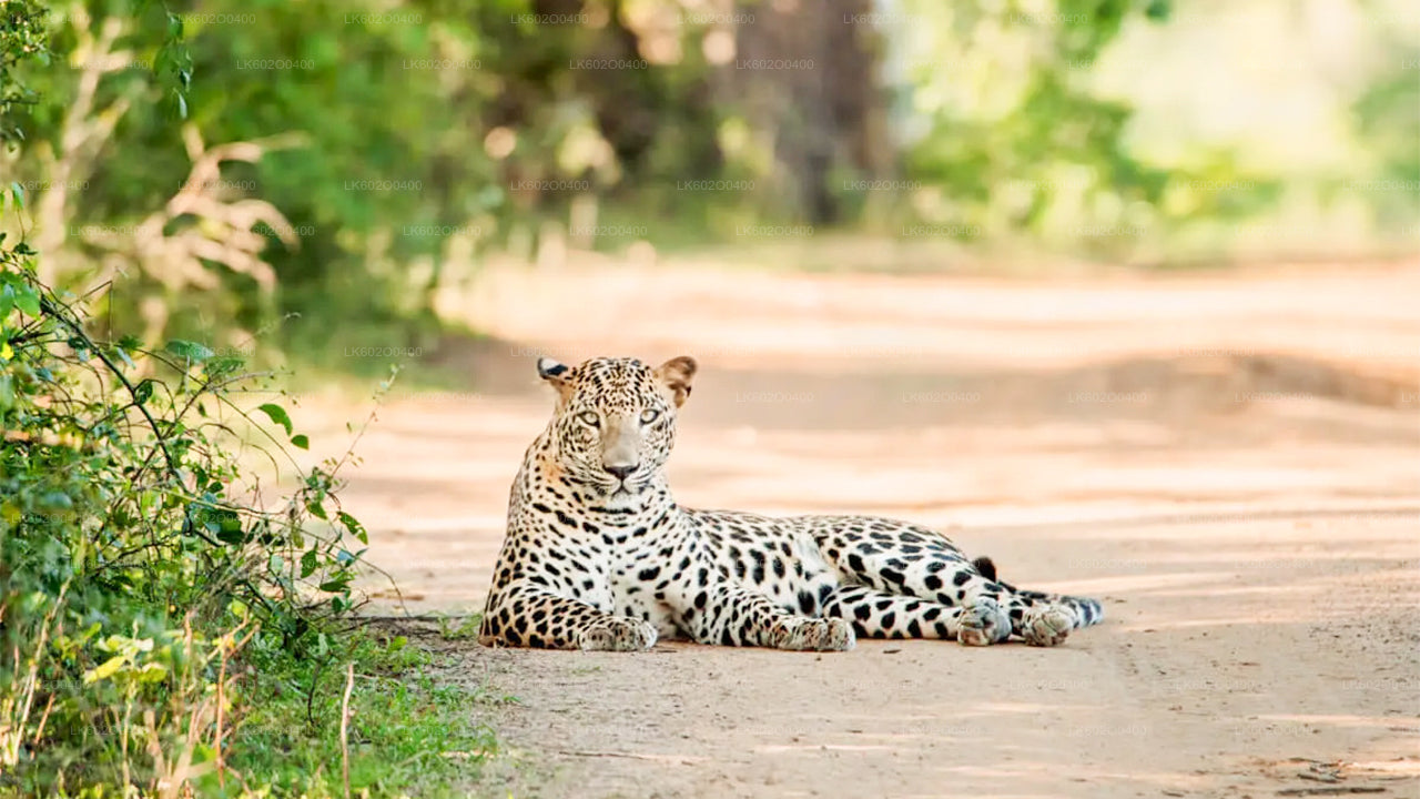 Safari en el Parque Nacional Yala desde Mirissa