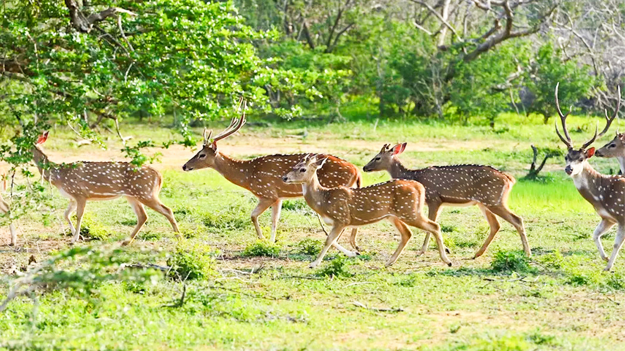 Safari en el Parque Nacional Yala desde Mirissa
