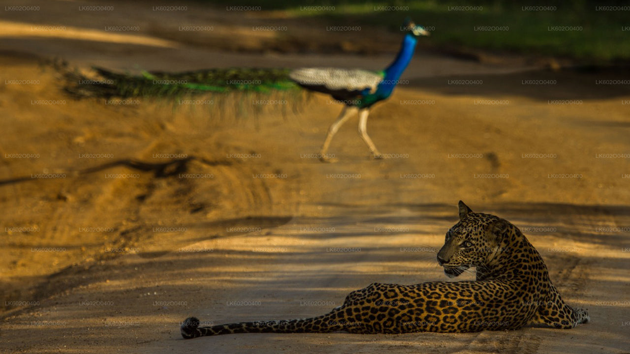 Safari en el Parque Nacional Yala desde Mirissa