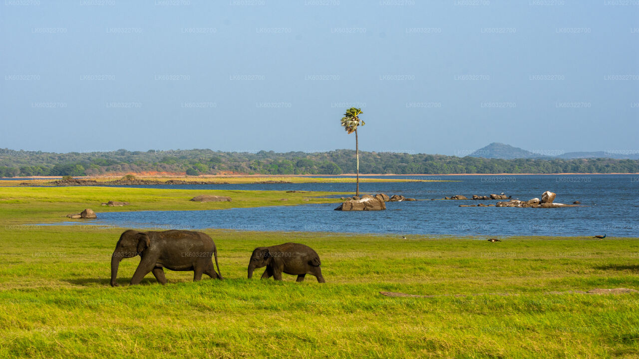 Safari por el Parque Nacional Minneriya desde Habarana