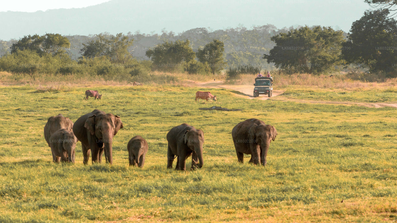 Safari por el Parque Nacional Minneriya desde Habarana