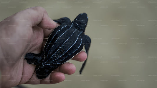 Liberación de crías de tortugas en Induruwa