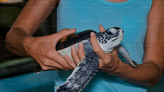 Baby Turtle Release from Hikkaduwa