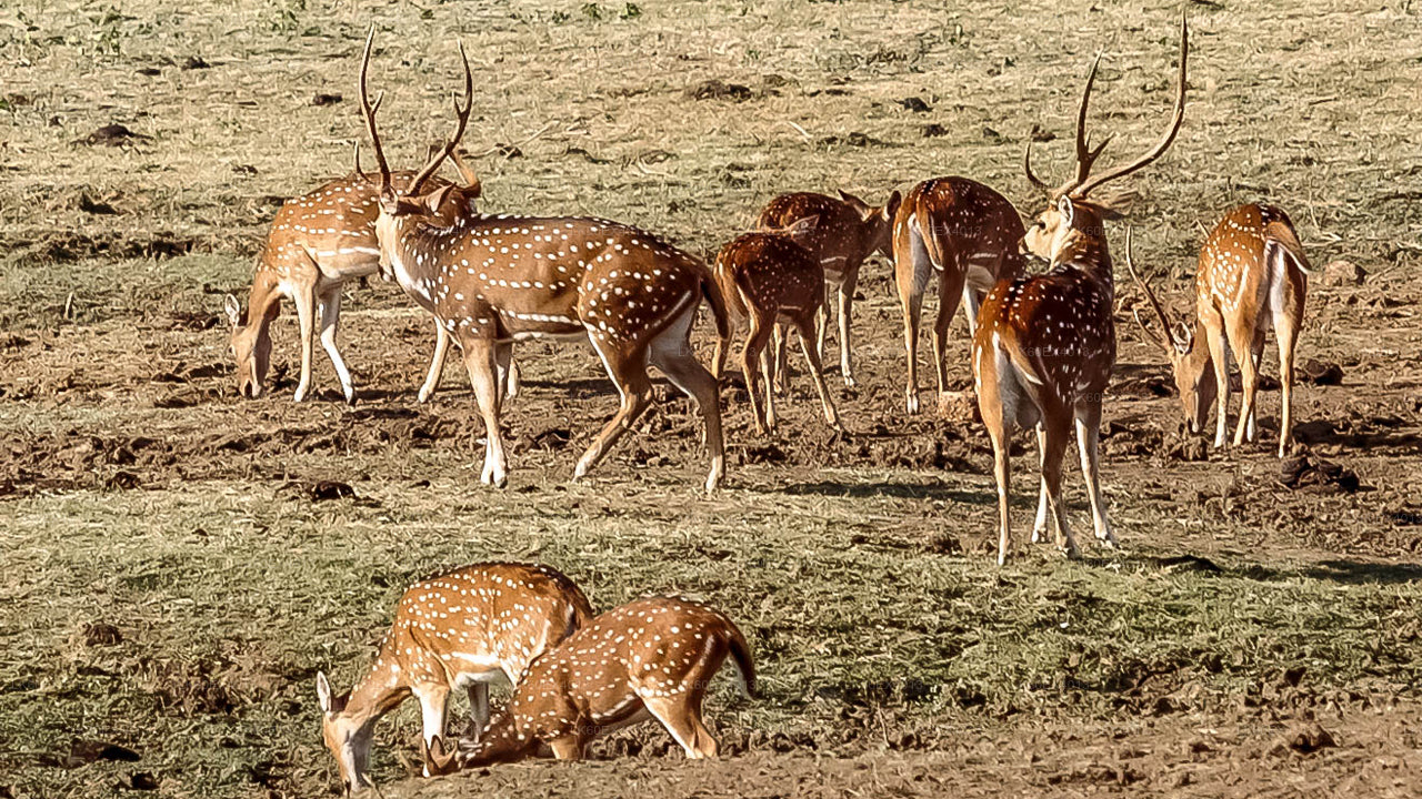 Tour privado de Mirissa a Ella con Udawalawe Safari