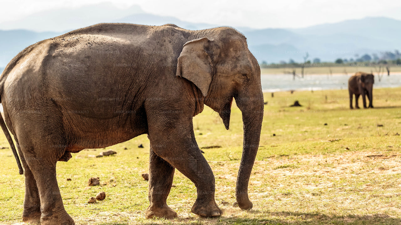 Tour privado de Mirissa a Ella con Udawalawe Safari