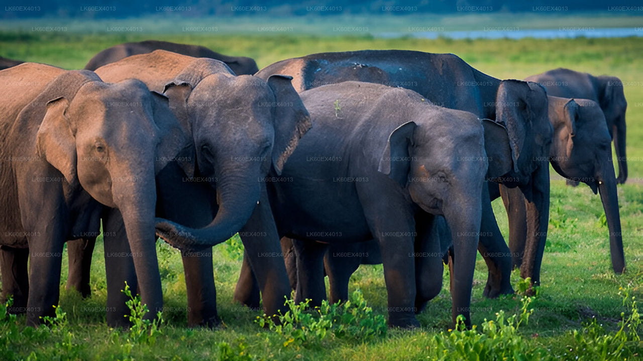 Tour privado de Mirissa a Ella con Udawalawe Safari
