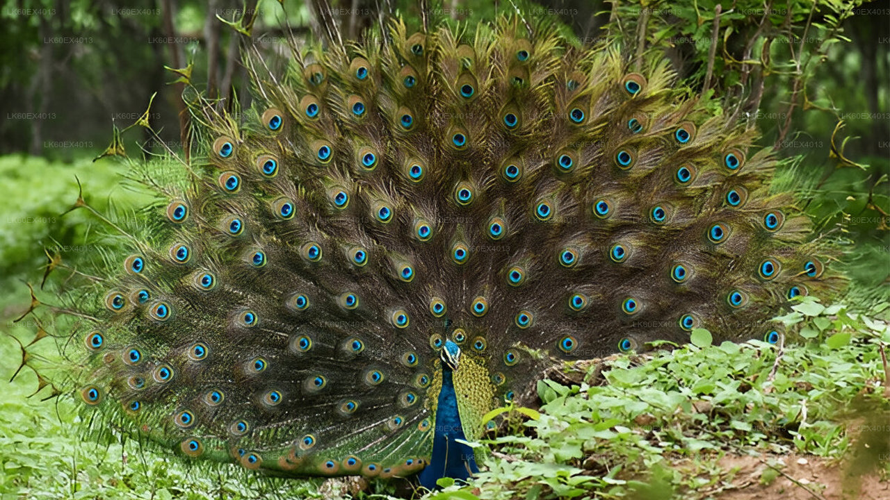 Tour privado de Mirissa a Ella con Udawalawe Safari