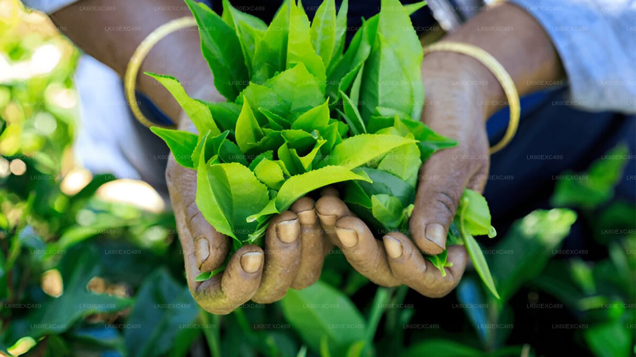 Low-grown Tea Factory Visit and Tea Tasting Experience From Galle