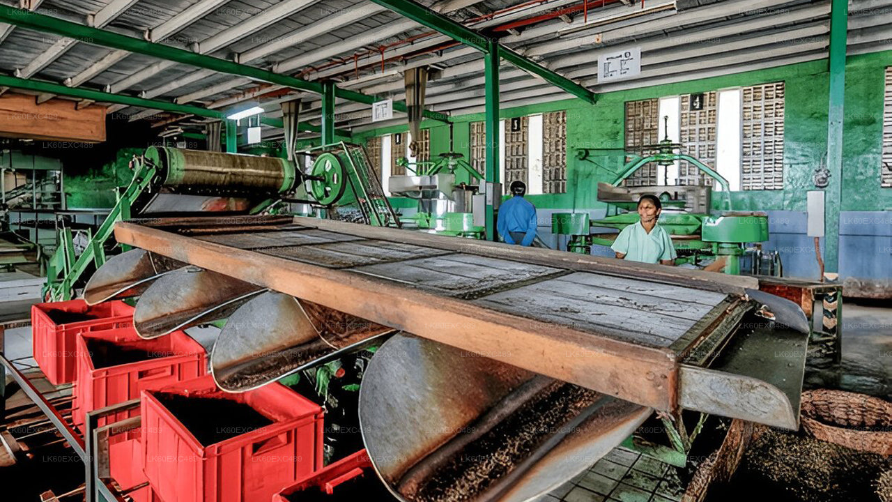 Low-grown Tea Factory Visit and Tea Tasting Experience From Galle