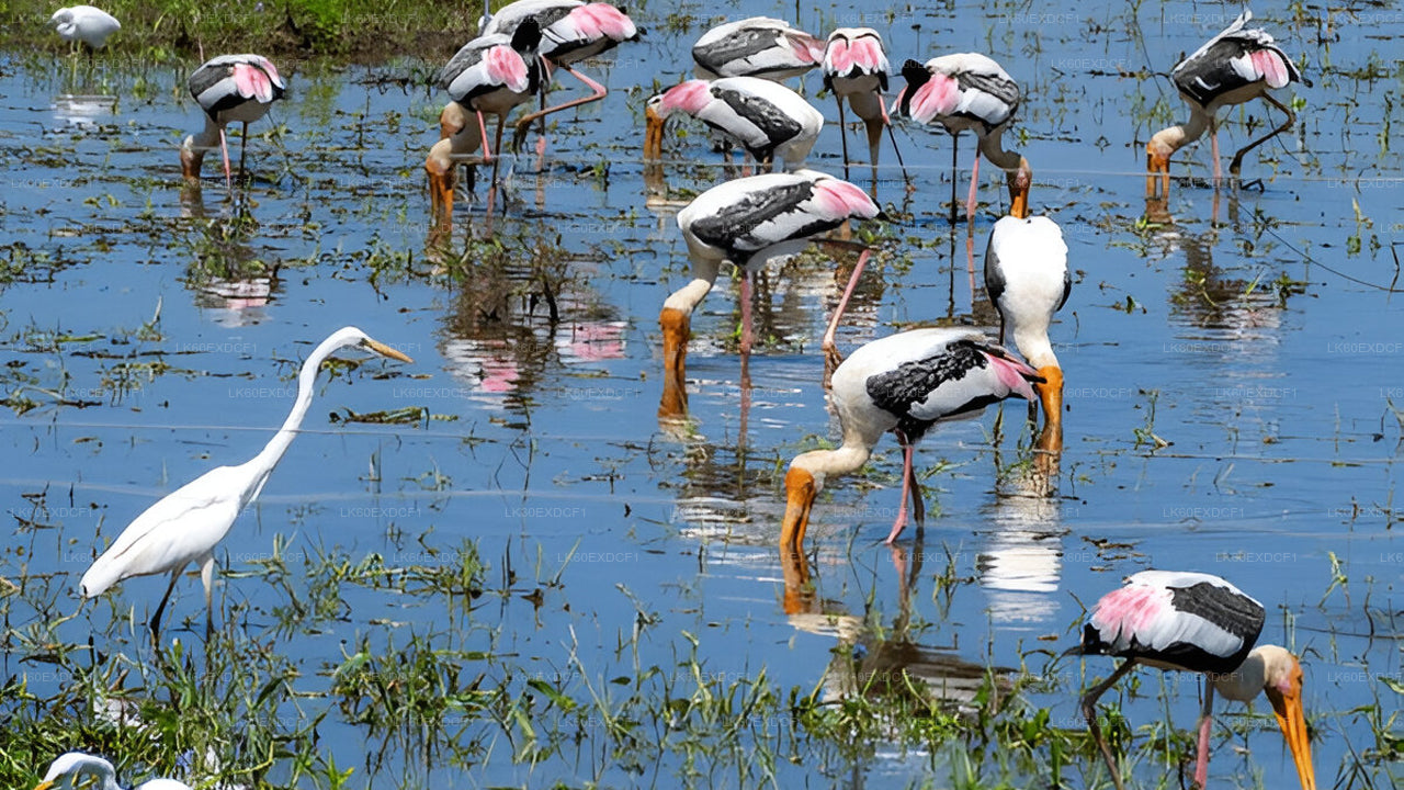 Tour privado de Ella a Mirissa con Udawalawe Safari