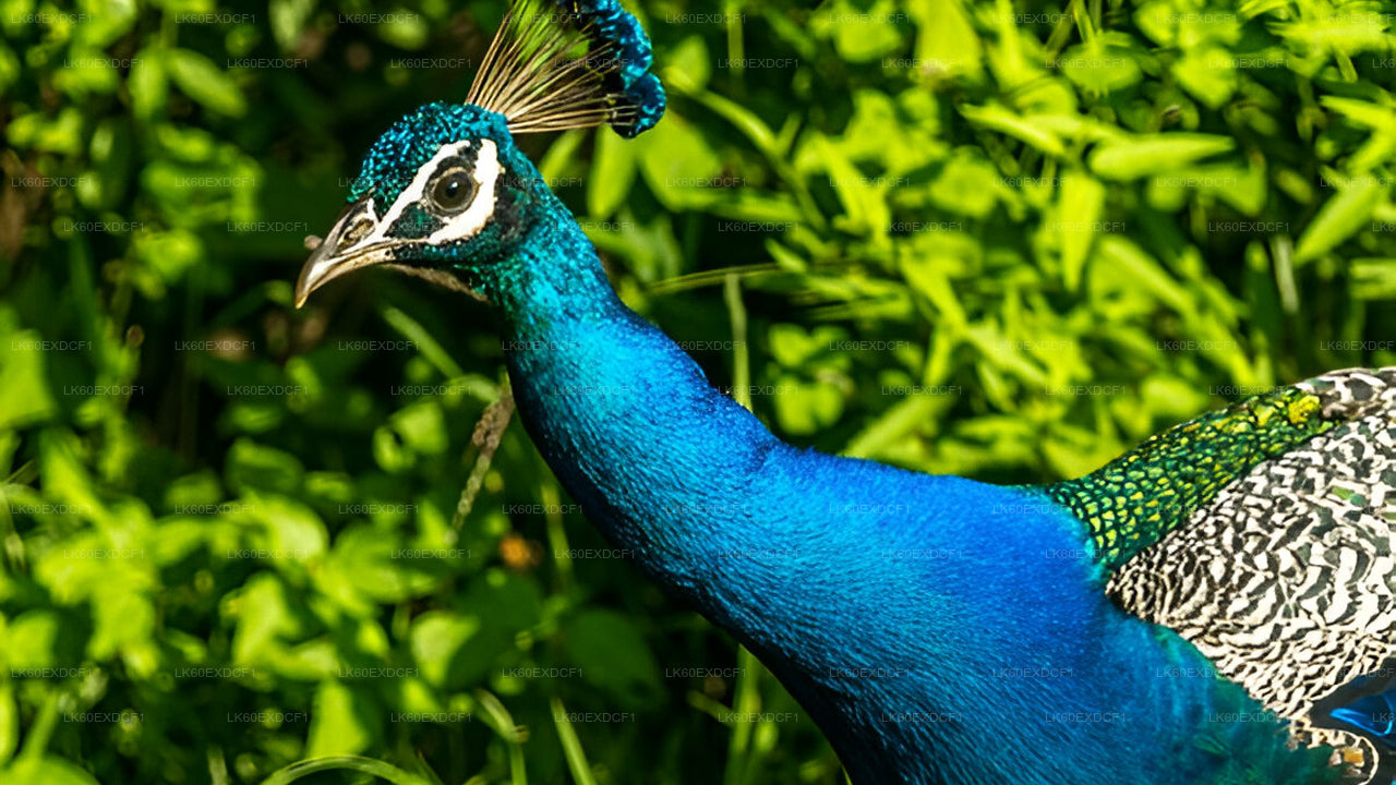 Tour privado de Ella a Mirissa con Udawalawe Safari