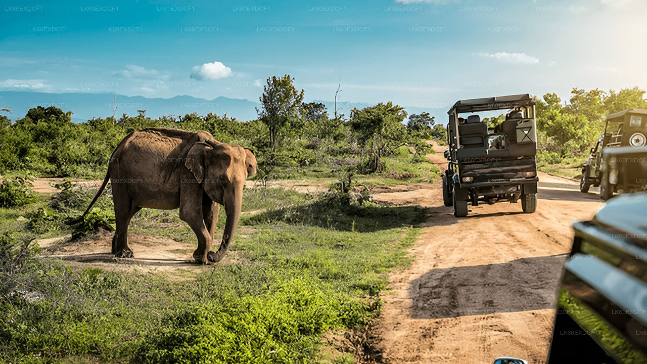 Tour privado de Ella a Mirissa con Udawalawe Safari