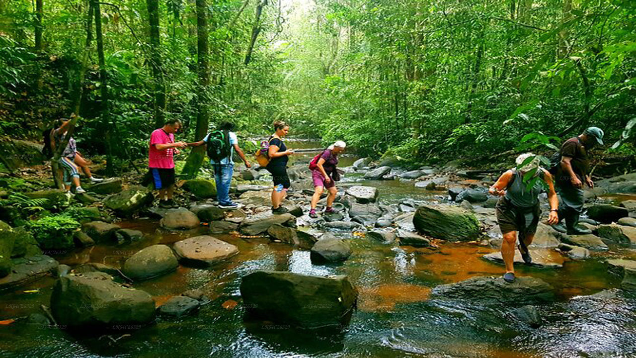 Excursión a la cascada del bosque tropical de Sinharaja