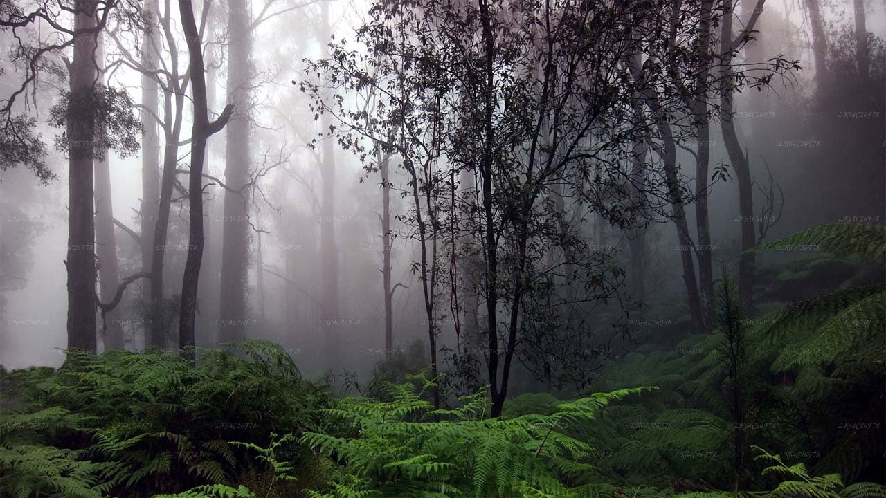 Excursión de aventura por la selva tropical de Sinharaja