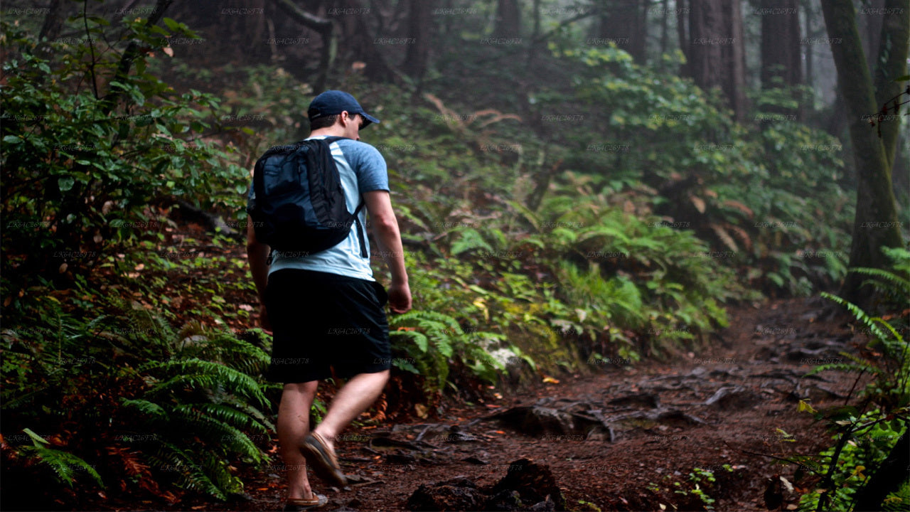 Excursión de aventura por la selva tropical de Sinharaja