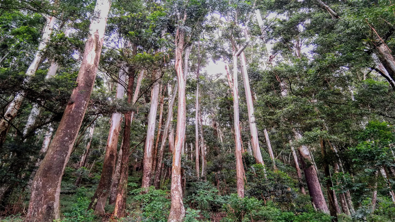 Explora la selva tropical de Sinharaja (Medio día)
