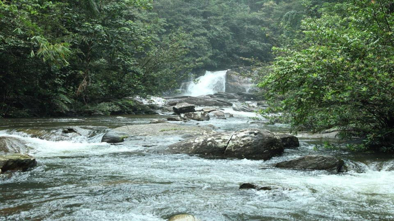 Explora la selva tropical de Sinharaja (Medio día)