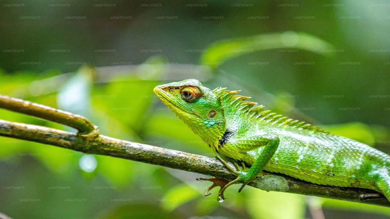 Observación de aves desde la selva tropical de Sinharaja