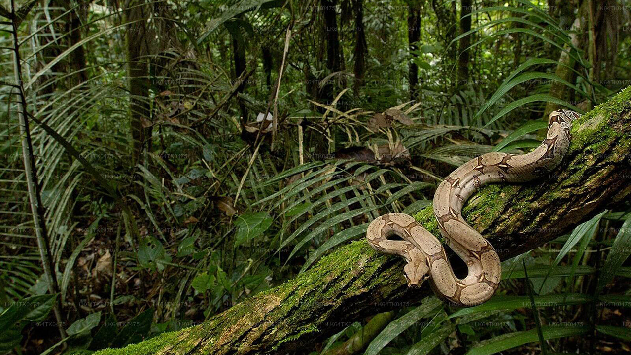 Observación de aves desde la selva tropical de Sinharaja