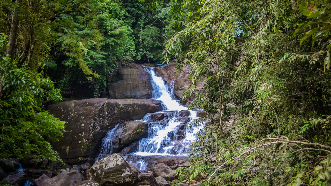 Observación de aves desde la selva tropical de Sinharaja