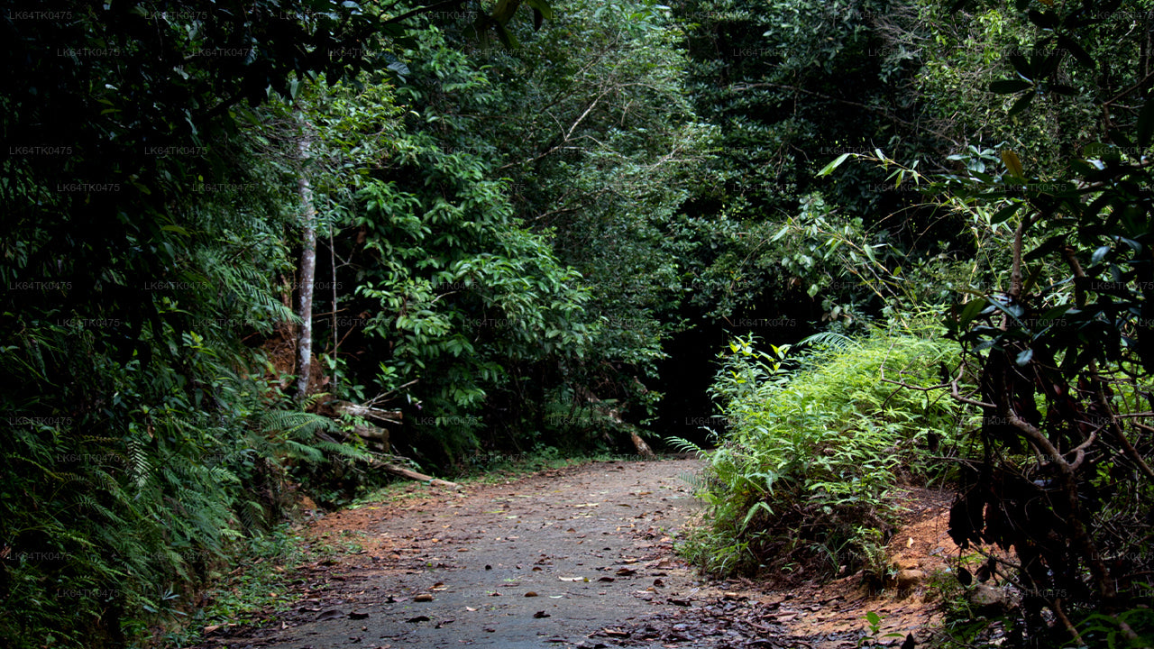 Observación de aves desde la selva tropical de Sinharaja