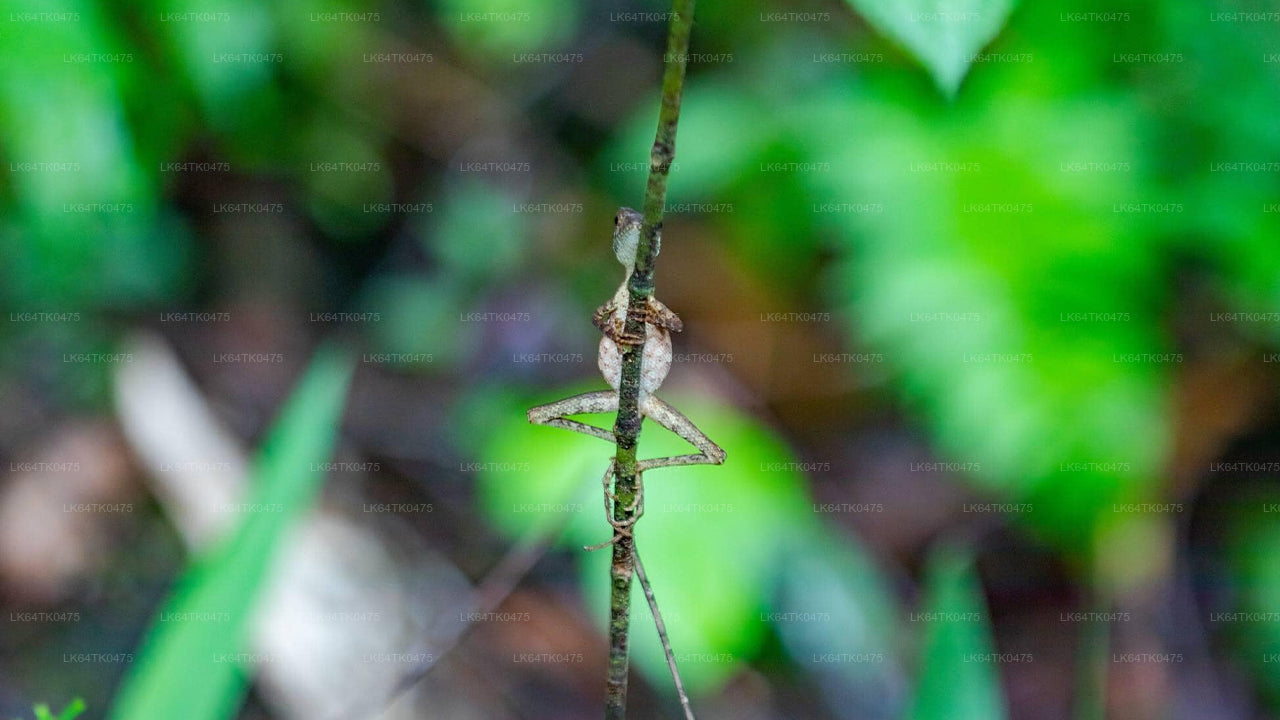 Observación de aves desde la selva tropical de Sinharaja