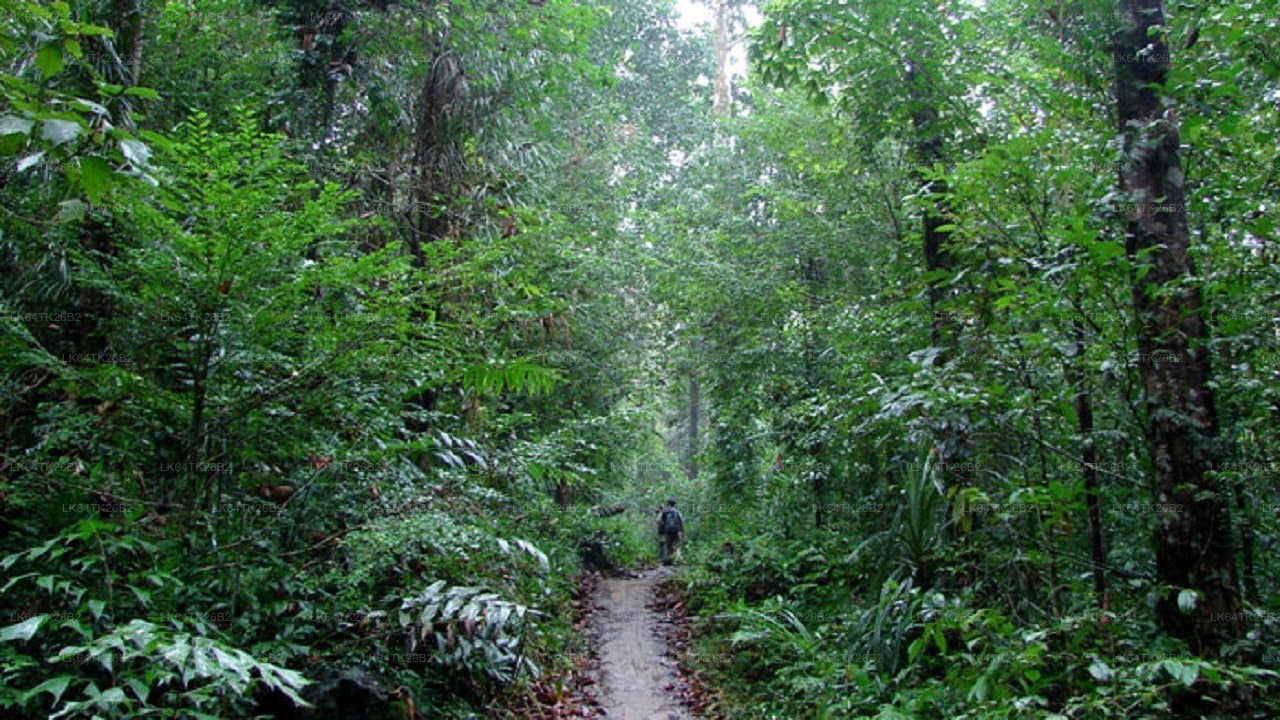 Caminata a la Roca del León desde la selva tropical de Sinharaja