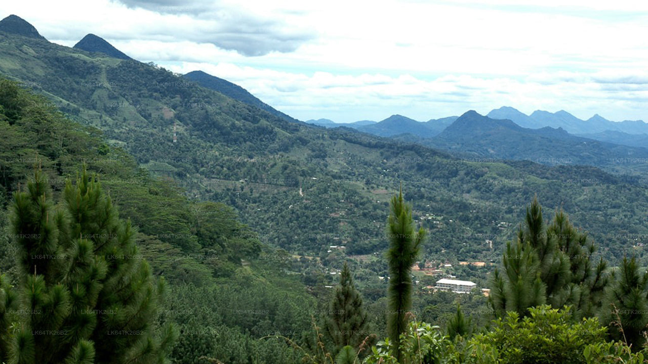 Caminata a la Roca del León desde la selva tropical de Sinharaja