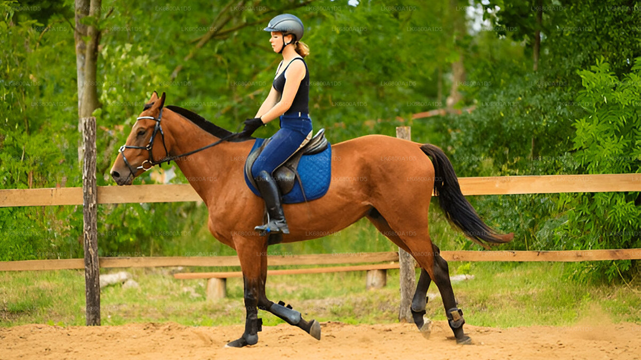 Horse Riding From Dambulla