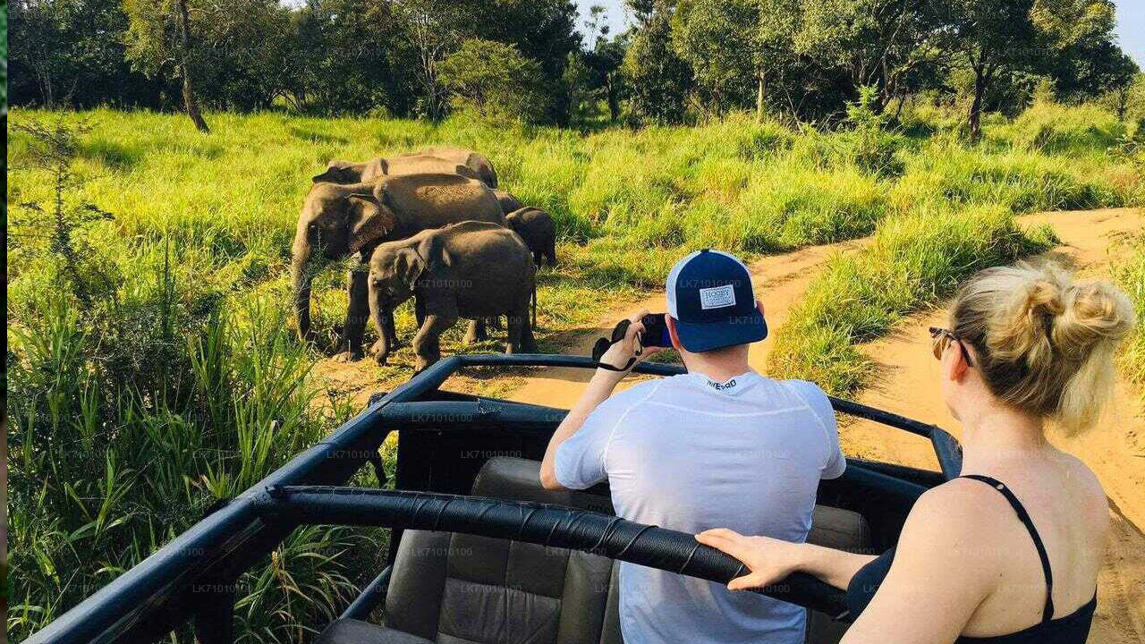 ALT text:
"Tourists on a jeep safari photographing a herd of wild elephants in the grasslands of Sri Lanka."
