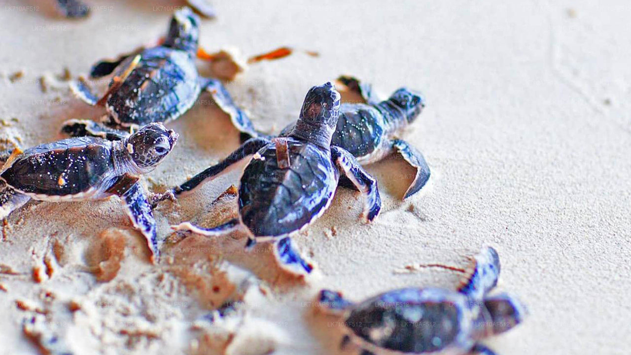 Bentota City Tour from Koggala