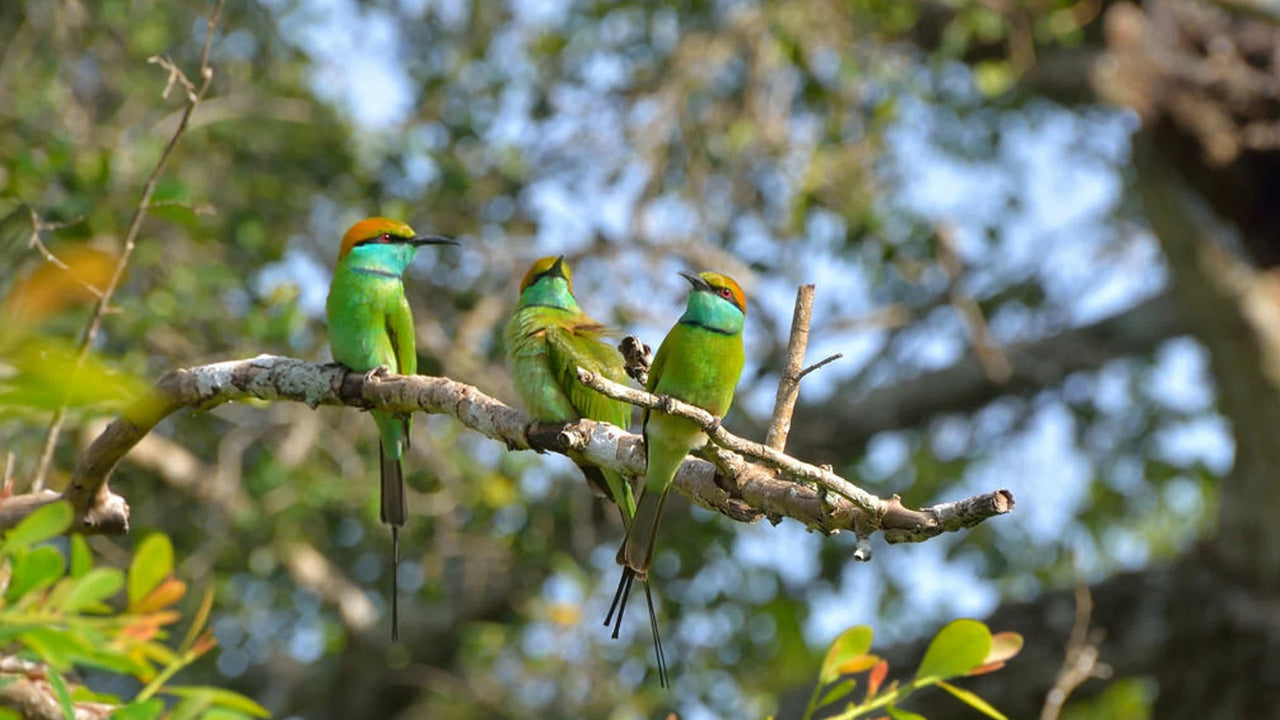 Observación de aves en el humedal de Thalangama desde el monte Lavinia
