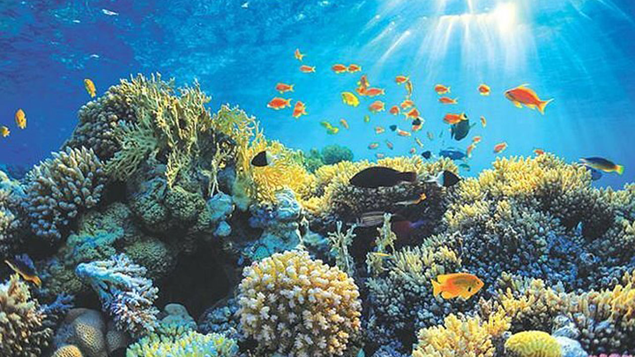 Paseo en barco con fondo de cristal desde Hikkaduwa