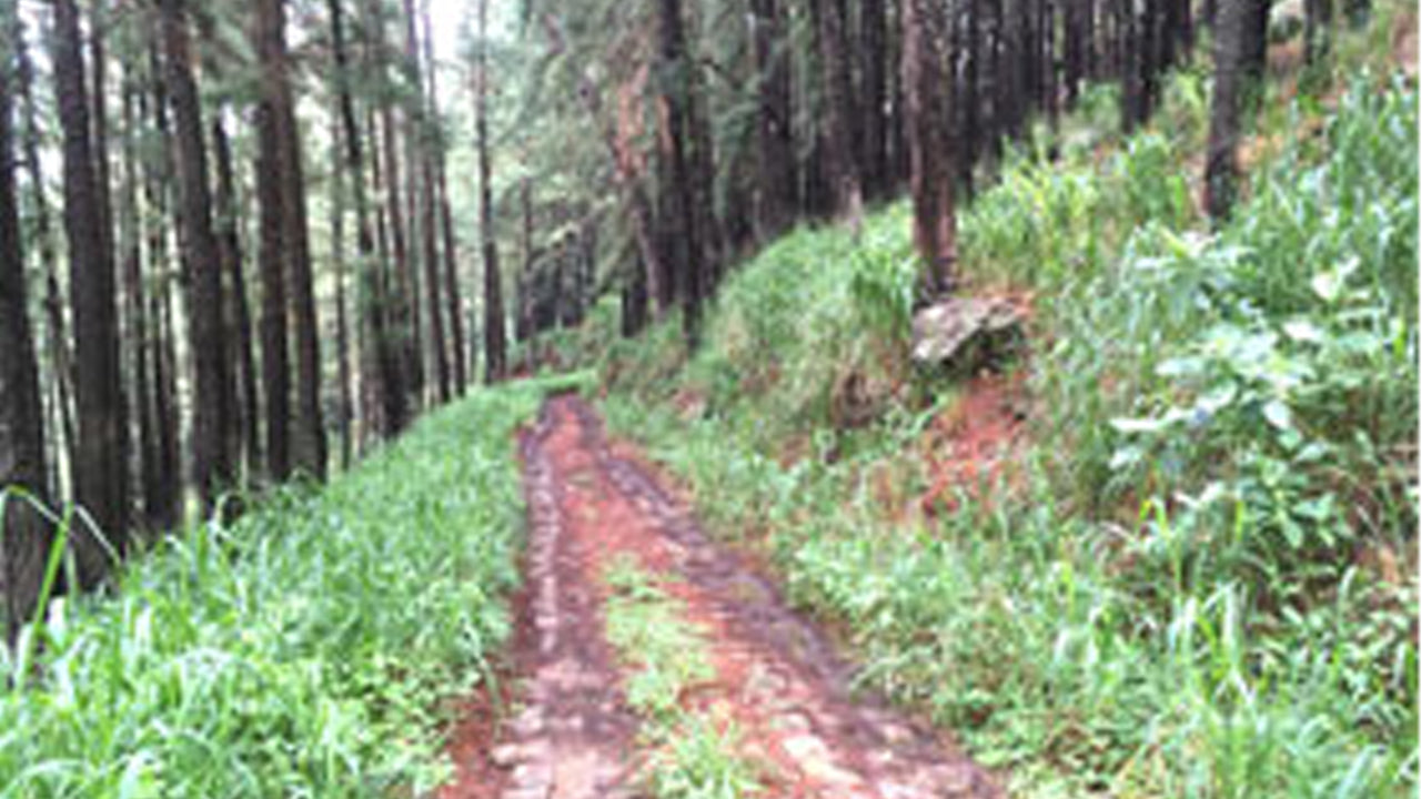 MTB Ride through the Jungal to Cobbett's Gap from Kandy