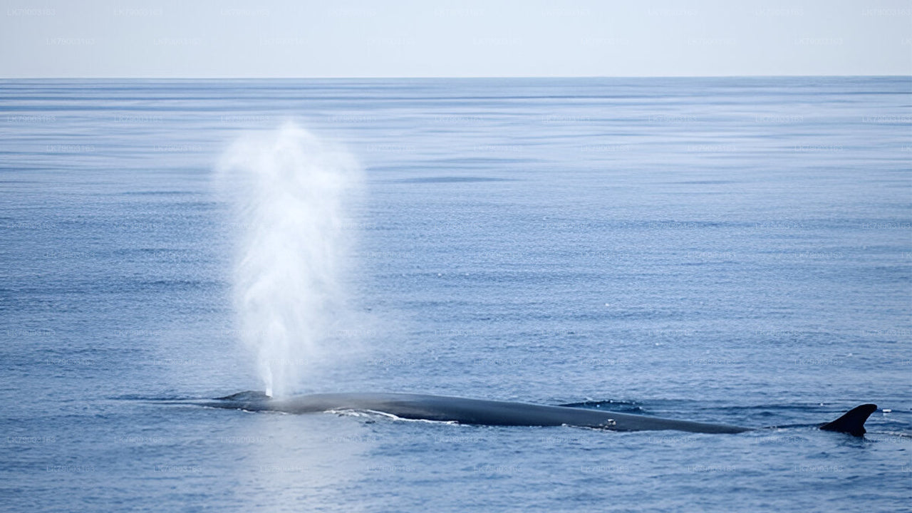 Crucero privado de avistamiento de ballenas de 7 horas desde Mirissa