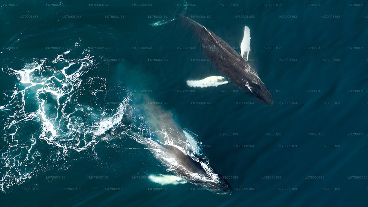 Crucero privado de avistamiento de ballenas de 7 horas desde Mirissa