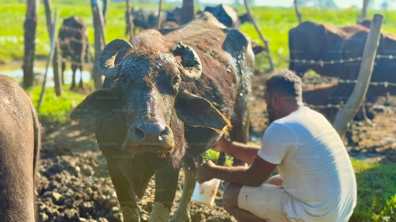 Experiencia en el procesamiento de cuajada de Tissamaharama