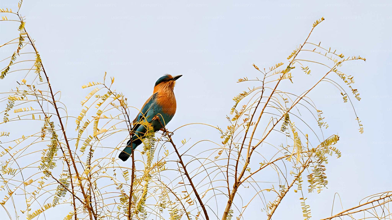 Safari por el Parque Nacional Bundala desde el puerto de Hambantota